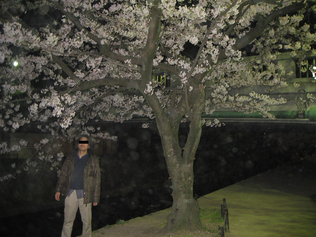 夙川夜桜花見散歩